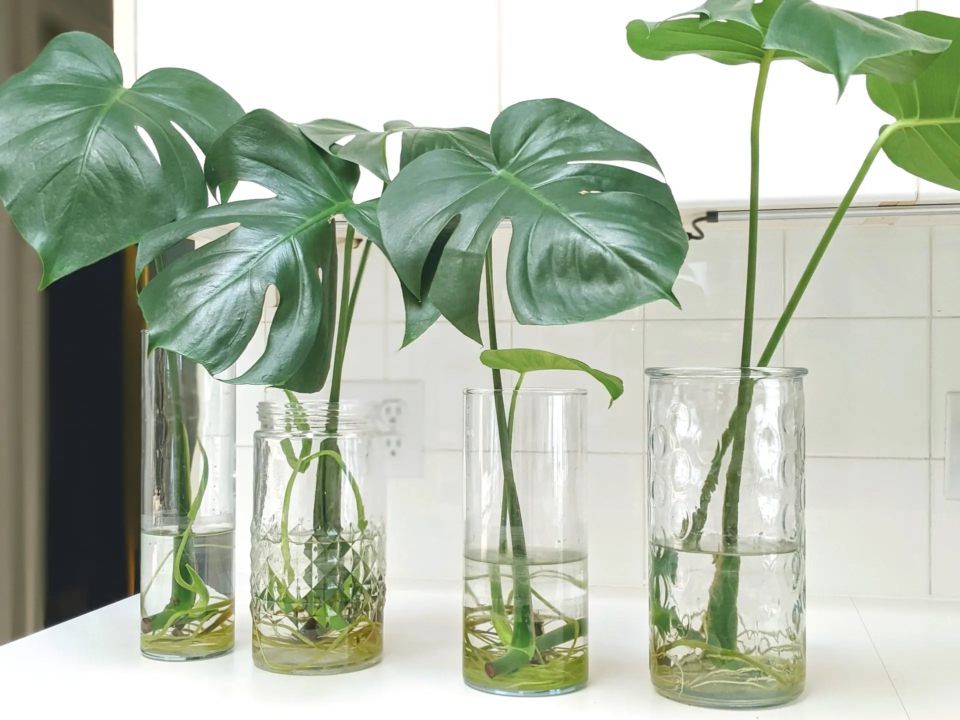 Monstera Water Propagation: A Complete Guide to Growing New Plants